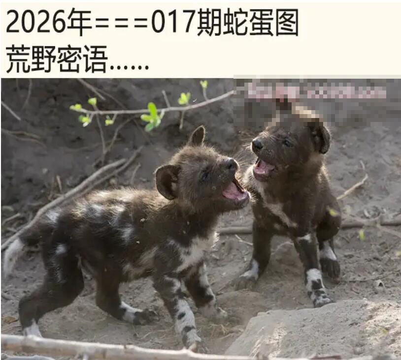 017期另版蛇蛋图[图]